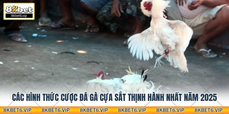 Các hình thức cược đá gà cựa sắt thịnh hành nhất năm 2025