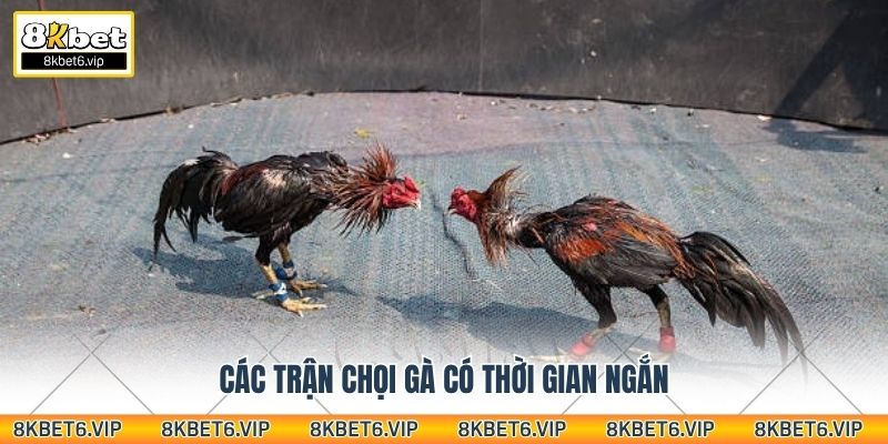 Các trận chọi gà có thời gian ngắn