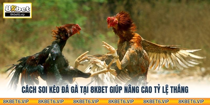 Cách soi kèo đá gà tại 8Kbet giúp nâng cao tỷ lệ thắng