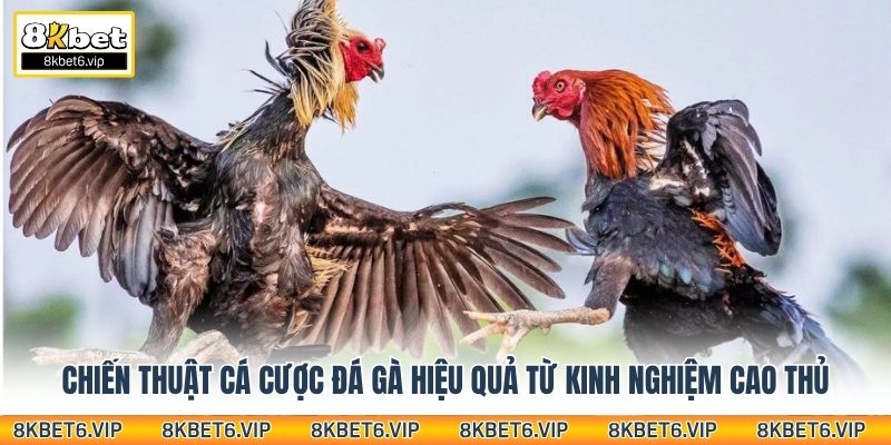 Chiến thuật cá cược đá gà hiệu quả từ kinh nghiệm cao thủ