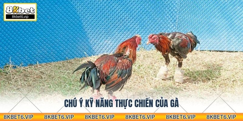 Chú ý kỹ năng thực chiến của gà