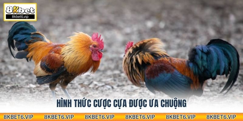 Hình thức cược cựa được ưa chuộng