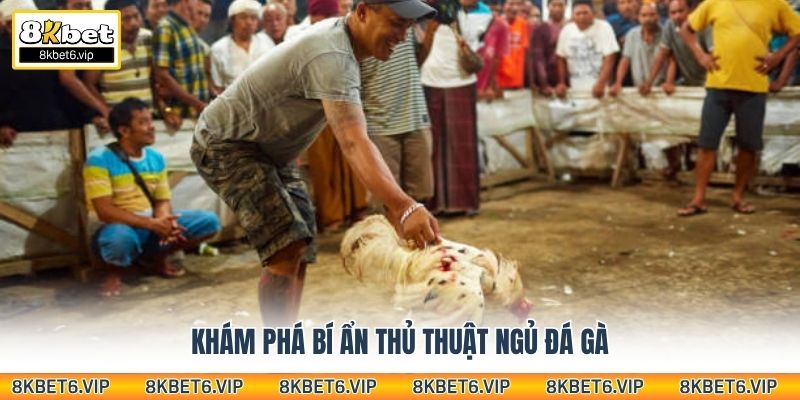 Khám phá bí ẩn thủ thuật ngủ đá gà