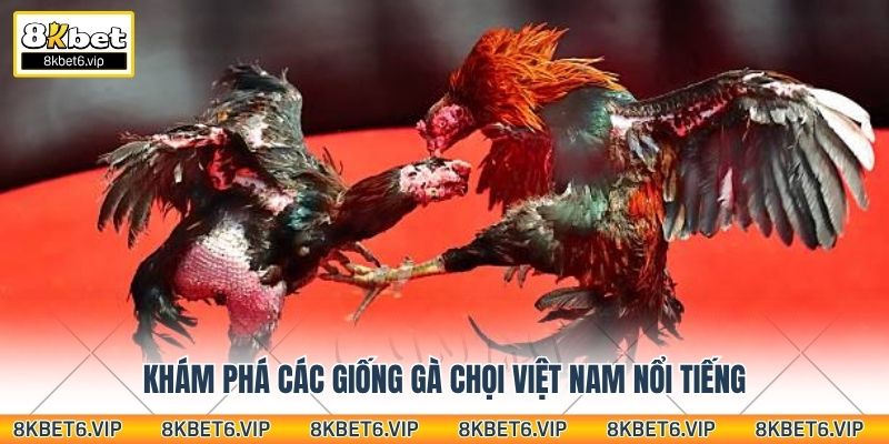 Khám phá các giống gà chọi Việt Nam nổi tiếng