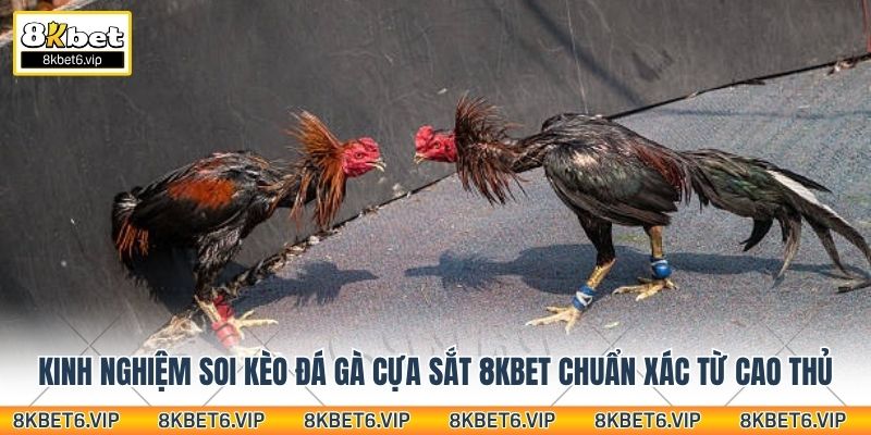 Kinh nghiệm soi kèo đá gà cựa sắt 8Kbet chuẩn xác từ cao thủ