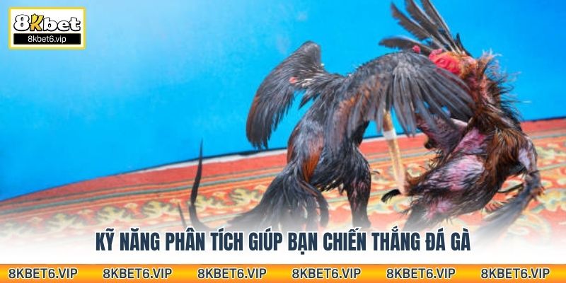 Kỹ năng phân tích giúp bạn chiến thắng đá gà