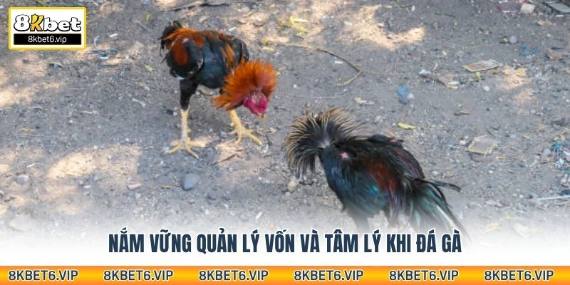 Nắm vững quản lý vốn và tâm lý khi đá gà