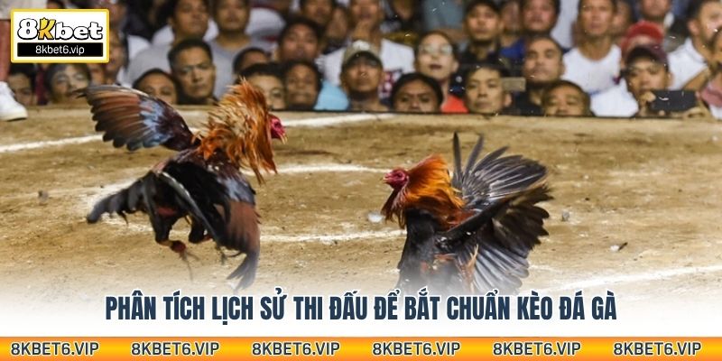 Phân tích lịch sử thi đấu để bắt chuẩn kèo đá gà