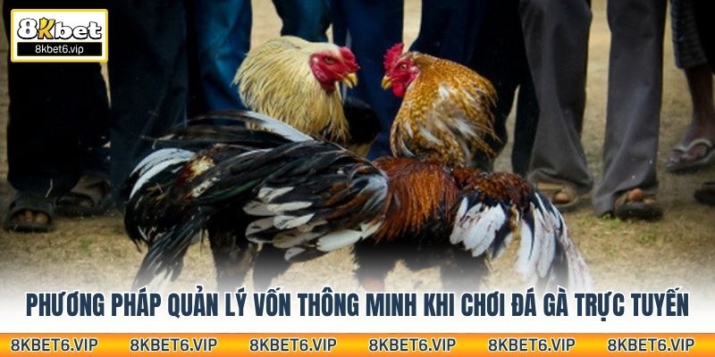 Phương pháp quản lý vốn thông minh khi chơi đá gà trực tuyến
