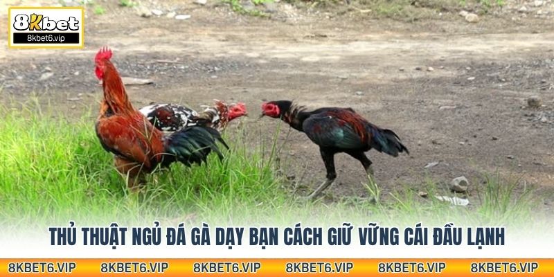Thủ thuật ngủ đá gà dạy bạn cách giữ vững cái đầu lạnh