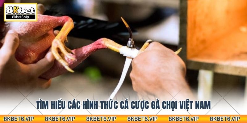 Tìm hiểu các hình thức cá cược gà chọi Việt Nam