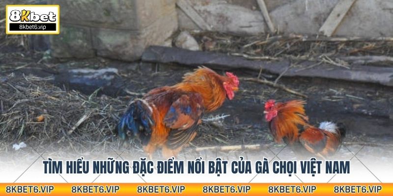 Tìm hiểu những đặc điểm nổi bật của gà chọi Việt Nam