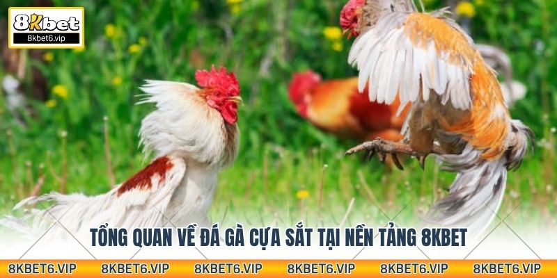 Tổng quan về đá gà cựa sắt tại nền tảng 8Kbet