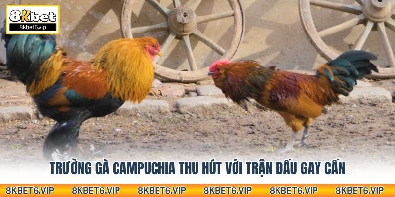 Trường gà Campuchia thu hút với trận đấu gay cấn
