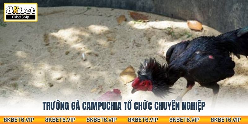Trường gà Campuchia tổ chức chuyên nghiệp