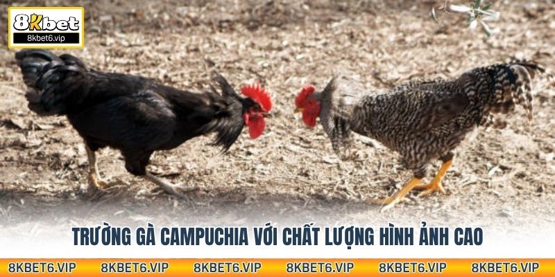 Trường gà Campuchia với chất lượng hình ảnh cao